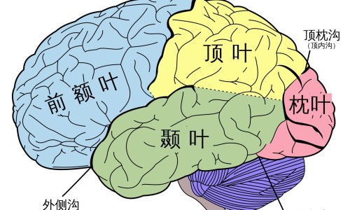 蟑螂治病最佳配方-权威蟑螂食用平台,分享专业蟑螂一般吃什么知识_蟑螂怎样吃法抗癌网